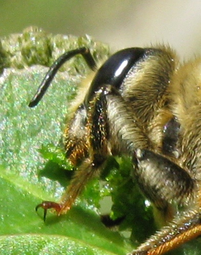 Roditore accanito:... Megachile sp. (Apidae Megachilinae)